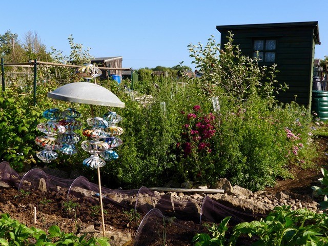 Allotment Summer 2022 07